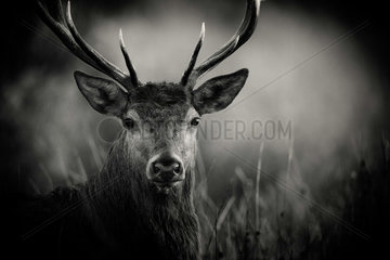 Portrait of Red deer (Cervus elaphus)  Belgium