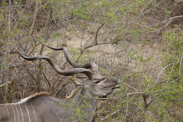 Great kudu (Tragelaphus strepsiceros) male eating young leaves  Kruger  South Africa