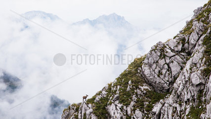Alpine ibex (Capra ibex) at the foot of a rocky slope a rainy day in the Chablais mountains  Alps  France
