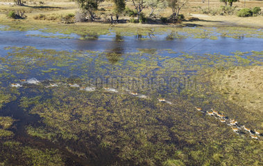 Red Lechwes running in marshes - Okavango Botswana