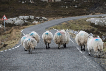 Black-faced sheep on a road - Harris Hebrides