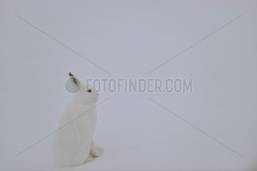 Arctic hare (Lepus arcticus)  february  Igterajivit district  East Greenland / It counts on its mimicry not to be discovered