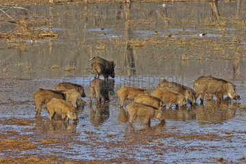 Indian wild boars in a swamp - Ranthambore India