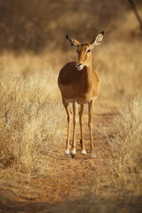 Impala (Aepyceros melampus)  Samburu  Kenya