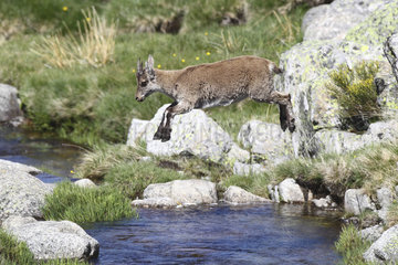 Young Spanish Ibex jumping over a creek - Sierra de Gredos