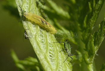 Marmalade Hoverfly larva eating a Aphid - France