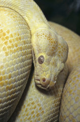 Carpet python (Morelia spilota variegata)  Albino  Darwin  Australia