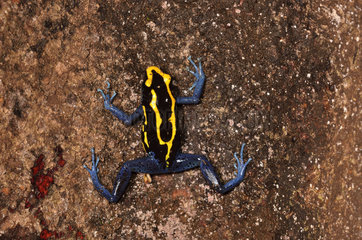 Dyeing dart frog on buttress - Tresor Reserve French Guiana