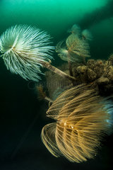 Spirograph worms  Artificial reef off Valras  Gulf of Lion  Mediterranean  France