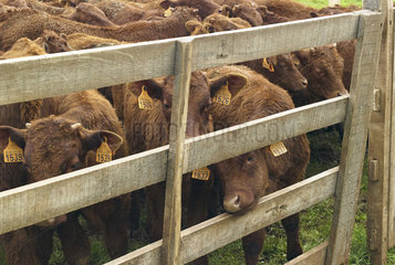 Salers cows in pens - Monts du Cantal Auvergne France
