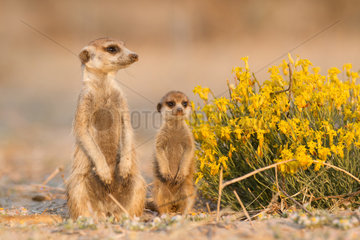 Meerkat babysitting pup - Kalahari South Africa