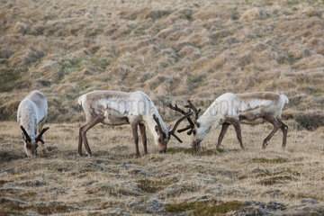 Reindeers (Rangifer tarandus) in tundra  Iceland