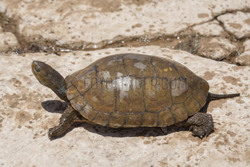 Saharan pond turtle (Mauremys leprosa saharica)  Skoura  Morocco