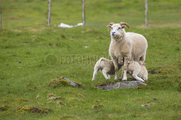 Iceland Sheep  Ewe and lambs sucking in the grass  Gardur  Iceland