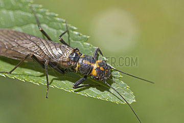 Stonefly (Perlodes microcephala) on a leaf  France
