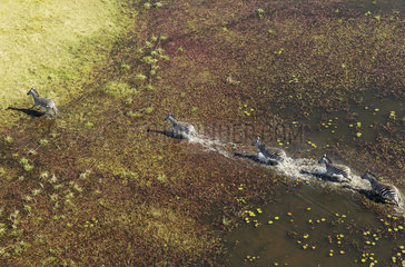 Burchell's Zebras running in marshes - Okavango Botswana