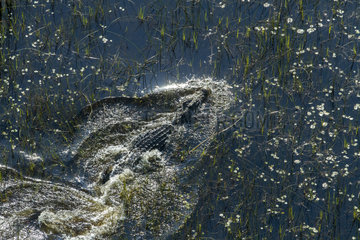 Nile Crocodile in water - Okavango Delta Botswana