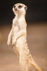 Meerkat (Suricata suricatta)  Mariental  Hardap  Namibie