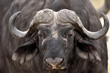 Portrait of Cape Buffalo - Savuti Botswana