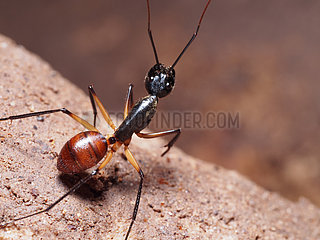 Giant Forest Ant in a small cave - Bako Borneo Malaysia