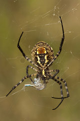 Wasp Spider on its web - Andalusia Spain