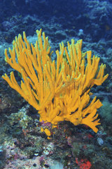 Sponge (Axinella polypoides) on reef  Mediterranean Sea  French Riviera  France