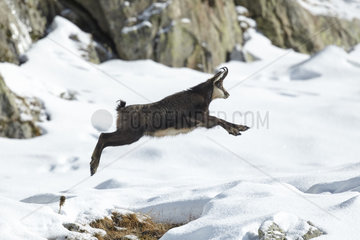 Chamois jumping in the snow - Mercantour Alpes France