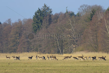 Herd of Fallow Deers (Dama dama) in March  Hesse  Germany  Europe