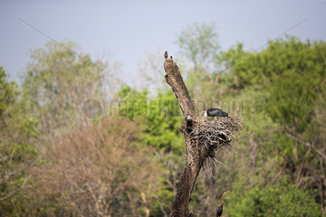 Wolly necked Stork at nest - Tadoba Andhari India