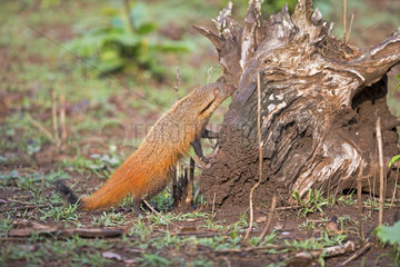 Neck striped Mongoose on stump - Nagarhole India