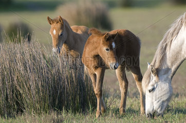 Wild Horse of Camargue (Equus caballus) and foals