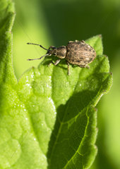 Weevil on a leaf - France