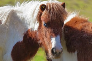 Pottok or pottock  a Basque pony breed in the Pyrenees. (Paleolithic origin). Used for centuries by the inhabitants of the Basque Country for various agricultural works and in the mines. Saint Etienne de baigorry  Aquitaine  France