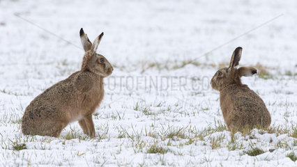Brown Hares sitting in a meadow covered by snow - GB