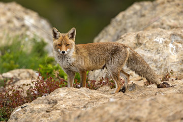 Red Fox (Vulpes vulpes)  coming at a feeding station to find food  Province of Lleida  Spain