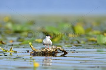 Common Tern - Danube Delta Romania