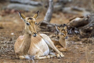 Impala (Aepyceros melampus) female and young at rest  Kruger national park  South Africa