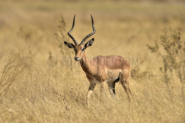 Impala male walking in the savannah - Moremi Botswana