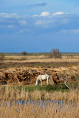 Camargue horse grazing in marshes - Camargue France