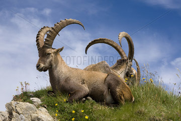 Ibex (Capra ibex) at rest in summer  Alps  France