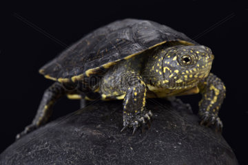 Italian pond turtle (Emys orbicularis galloitalica)  Italy