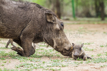Warthog (Phacochoerus africanus) and young  Kruger national park  South Africa