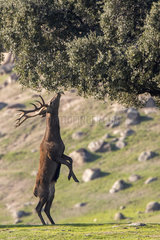 Red deer (Cervus elaphus) male eating foliage  Andujar Natural Park  Jaen  Spain
