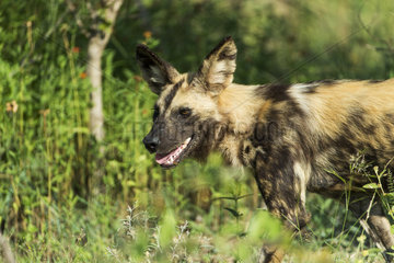 Portrait of Wild Dog - Kruger South Africa