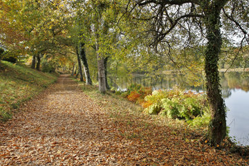 Forest path in autumn along the lake of Huelgoat  Armorique Regional Nature Park  Brittany  France