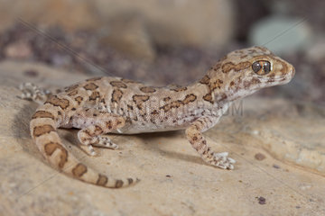 Northern Elegant Gecko (Stenodactylus mauritanicus)  South West Morocco