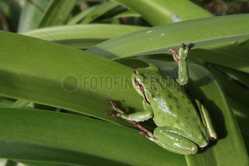 Tree Frog on a leaf