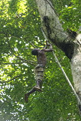 The pygmy canopy honey. A difficult climb for this honey-hunter who  with his basket for gathering the honey  climbs up a liana to reach the fork in a giant of the forest. Likouala  Congo