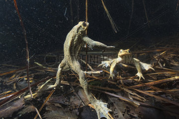 Common toads (Bufo bufo) in their aquatic environment  Lac du Jura  France