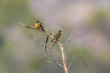 African Golden-breasted Bunting (Fringillaria flaviventris) on a branch  Kruger National park  South Africa